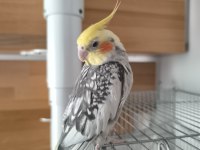 1 yaşında ele alışkın konuşan sultan papağanı