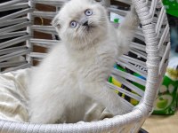 Oyuncu scottish fold 2.5 aylık