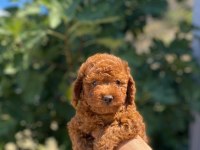 2 aylık orijinal poodle yavrularımız