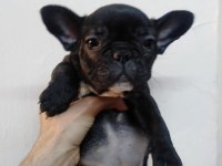 FRENCH BULLDOG YAVRULARIM