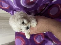 Tuvalet eğitimli maltipoo bebekler
