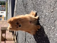 Pomeranian Dişi 1 Yaşında