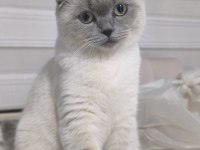Blue point scottish fold