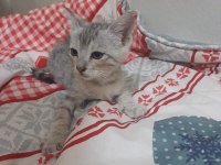 Ücretiz kediler