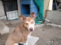 Yavru Husky