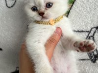 Minik British Shorthair Bebeğimiz