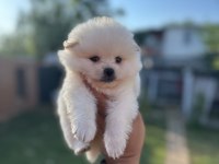 Pomeranian yavrularımız 
