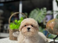 KUSURSUZ GÜZELLİKTE MALTİPOO
