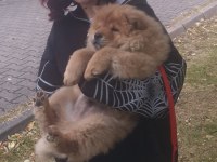 3 aylık chow chow satılık