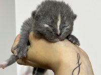 10 günlük yavrular scottish fold