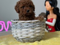 Kıvırcık tüy yumağı toy poodle yavrularım