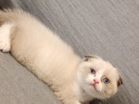 British Shorthair Fold Bicolor