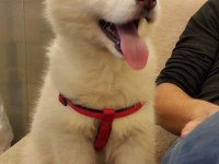 Mavi Gözlü Husky Şekerlemeler