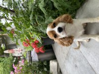 UYGUNDAN VERİLECEK BAL TATLISI CAVALİER KİNG CHARLES YAVRU