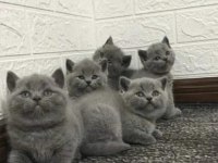Brıtısh Shorthair Yavrular 