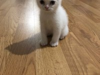 2 aylık dişi scottish fold