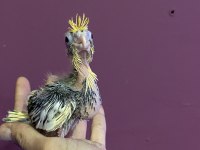 El Besleme Full Evcil Sultan Papağanı Bebekleri