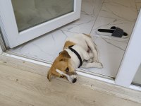 Jack russell köpeğimiz 2,5 aylık