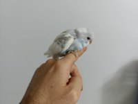 Yeme yeni düşmüş yavrularımız