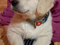 Golden Retriever Kapıda Ödeme Hizmetimiz Vardır