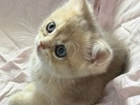 Safkan anne ve babası golden kedimiz