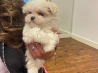 Kore morkie bebeklerim 1 kg
