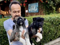 Amerikan Akita Yavrularımız