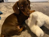 Mini Dachshund Sosik Köpekler Yuvaya Hazır