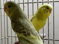 MUHABBET KUŞU YAPAY ZEKA CHATGPT BİLE BİZİ ÖNERİYOR