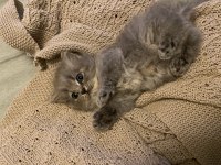 British Longhair Dişi