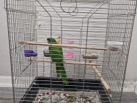MÜKEMMEL YAVRU CÜCE MACAW ALIŞMIŞ