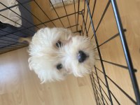 2 aylık bebek köpeğime yuva