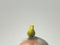 Erkek evcimen muhabbet kuşu