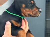 Safkan doberman yavrular ruhsatlı çiftlikten