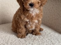 Mini boy maltipoo yavrularımız ped eğitimli