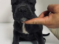 Cane Corso Yavru