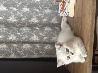 British shorthair kedisi