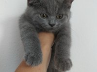 sevgi dolu oyuncu british shorthair