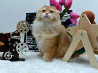 Scottish fold anne ve baba full şecereli elite pet