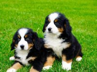 EŞSİZ BİR BERNESE İÇİN BİZİ ARAMADAN KARAR VERMEYN