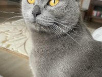 Sevimli british shorthair yavrular yuva arıyor