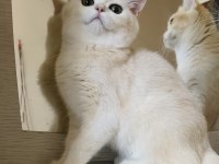 Scottish straight shorthair dişi