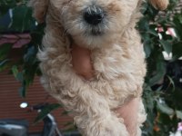Toy poodle ayarında maltipoo bebekler