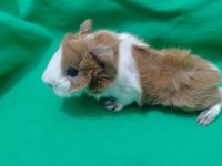 Peruvan stlie özel ırk ginepig