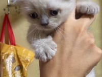 Safkan Blue Point Erkek Scottish Fold Yavrularımız