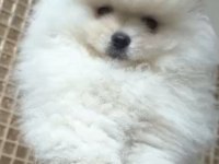 Pomeranian boo sevimli bebekler