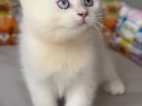 British Shorthair Golden Point