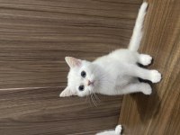 British shorthair yavrularım