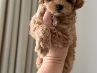 Maltipoo bebekler kore