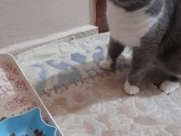 ERKEK BRİTİSH SHORTHAİR KEDİME EŞ ARIYORUM